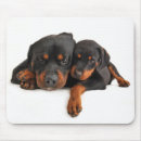 Recherche de rottweiler tapis souris Rottweiller