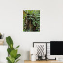 Recherche de arbre plante posters Fougères