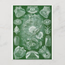 Recherche de ernst cartes postales Haeckel