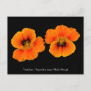 Recherche de nasturtiums cartes postales Orange