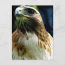 Recherche de buse cartes postales Sauvage
