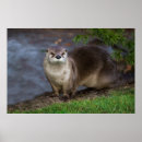 Recherche de otter posters Eau