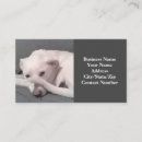 Recherche de funny cartes visite Dresseur de chien