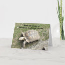 Recherche de drôle tortue anniversaire cartes Tortues