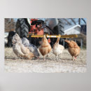 Recherche de poulet posters Fermes