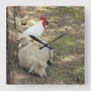 Recherche de mouton drôle horloges Photographie