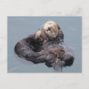 Recherche de loutres cartes postales Pour elle