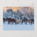 Recherche de cheval cartes postales Quart de cheval