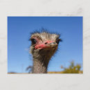 Recherche de autruches cartes postales Afrique
