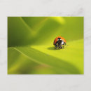 Recherche de coccinelle cartes postales Vert