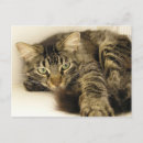 Recherche de yeux tigre cartes postales Chat tigré