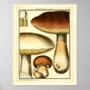 Recherche de champignon comestible posters Botanique