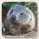 Recherche de marmottes dessous de verres Rongeur