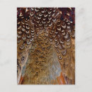 Recherche de marron cartes postales Oiseau