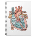 Recherche de anatomie carnets Cardiologie