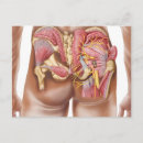 Recherche de système musculaire cartes postales Muscle