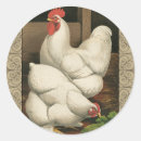 Recherche de poules autocollants Coq