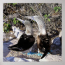 Recherche de oobies Oiseaux de mer