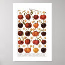 Recherche de cerise vintage posters Fruit