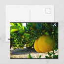 Recherche de orangeraie cartes postales Oranges