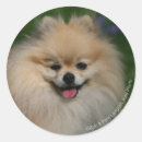 Recherche de spitz nain autocollants Assis