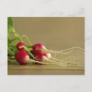 Recherche de radiateur cartes postales Jardin