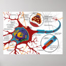 Recherche de neurones posters Cellule