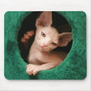 Recherche de chat sphynx tapis souris Chaton