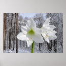 Recherche de amaryllis art Vacances