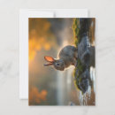 Recherche de lapin de bébé cartes postales Nature