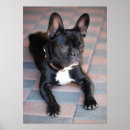 Recherche de tier posters Hunde