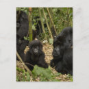 Recherche de gorille de montagne cartes postales Afrique