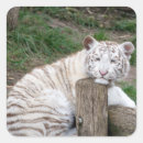 Recherche de puma autocollants Panthère