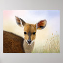 Recherche de antilopes posters Faune