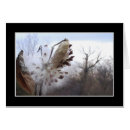 Recherche de milkweed Photographie