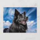 Recherche de berger belge cartes postales Dog