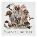 Recherche de épagneul bretagne posters Spaniel breton