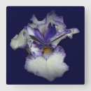 Recherche de barbu horloges Iris