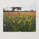 Recherche de bord de la route cartes postales Flore