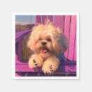 Recherche de chien jouet serviettes Chiot