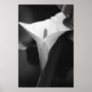 Recherche de de zantedeschia posters Calla