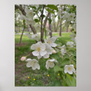 Recherche de fleurs de cerisier blanches posters Nature
