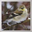 Recherche de birding posters Nature
