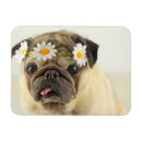 Recherche de chiot de carlin magnets Fleurs