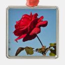 Recherche de cuvette photographie Fleurs