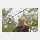 Recherche de faune cuisine linges Photographie de la nature