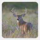 Recherche de cerf de virginie autocollants Faune