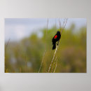 Recherche de agelaius Aviaire