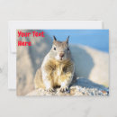 Recherche de écureuil gris vœux cartes Faune