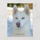 Recherche de husky cartes postales Canine